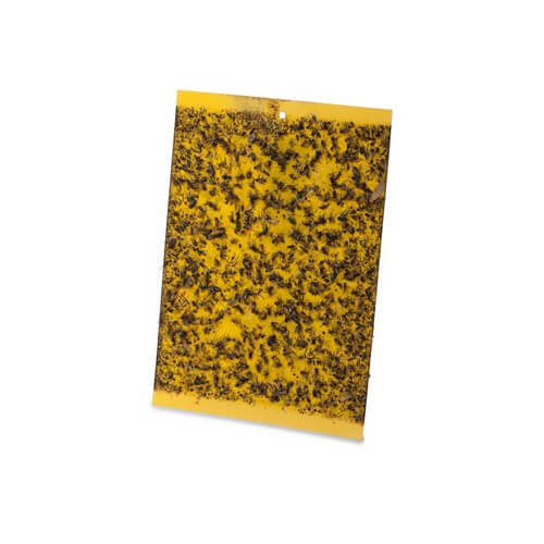 הלוחית הצהובה מלכודת דבק לזבובים GREENPLACE XL